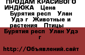 ПРОДАМ КРАСИВОГО ИНДЮКА › Цена ­ 3 000 - Бурятия респ., Улан-Удэ г. Животные и растения » Птицы   . Бурятия респ.,Улан-Удэ г.